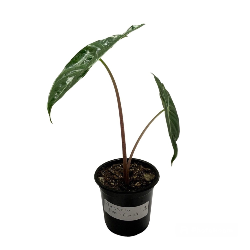 Alocasia Ivory Coast Rooted In Small Pot Indoor Live Houseplant
